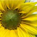 142x142px-avatar-sunflower.jpg