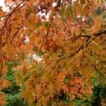 Avatar autumn maple leaves