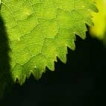 avatar leaf