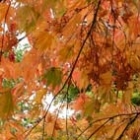 Avatar autumn leaves maple 142 square