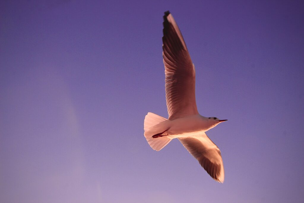 emma-harrisova-z0asNtY2bvc-unsplash