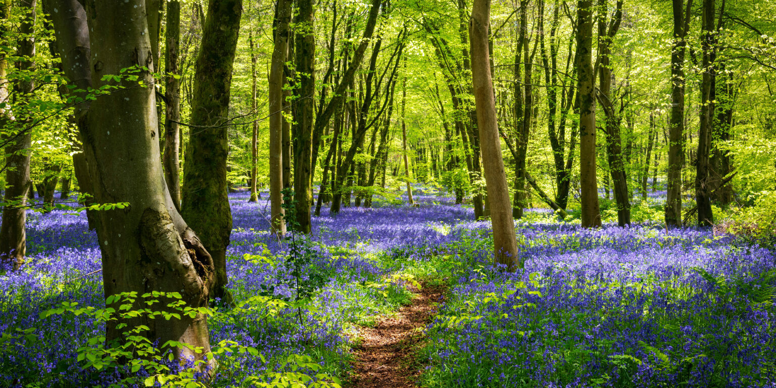 Sun streams through bluebell woods with deep blue purple flowers under a bright green beech canopy